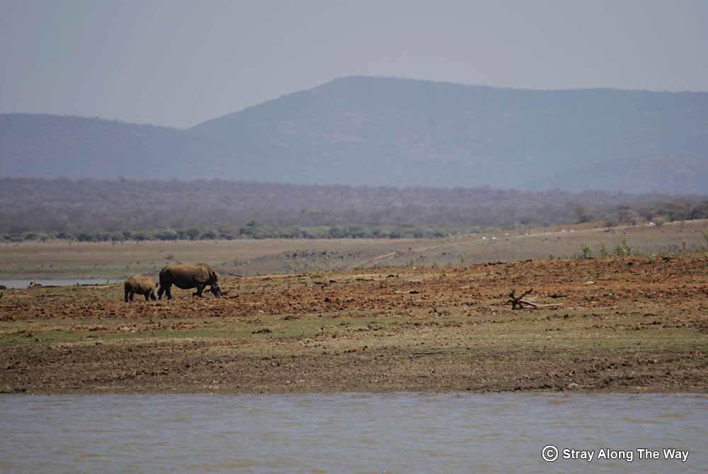 Rhinos on Pongola Game Reserve Jozini Dam
