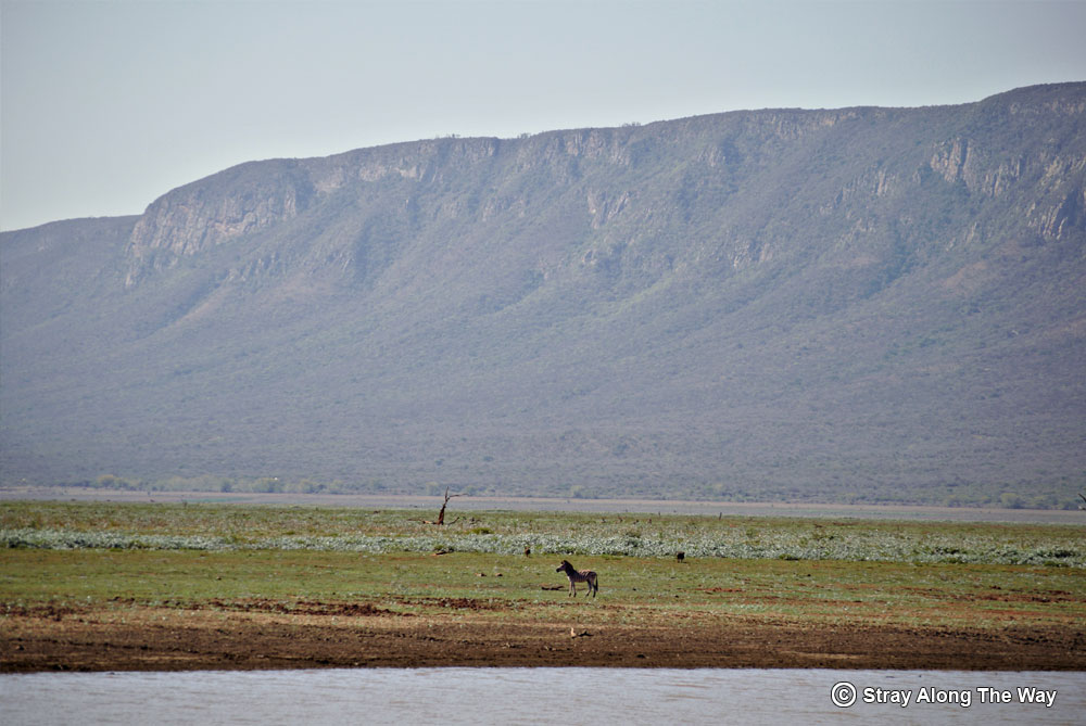 Zebra on the banks of the Jozini Dam with the Lebombo Mountains in the distance