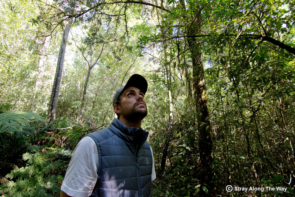 Knysna elephants: Giants on the Garden Route