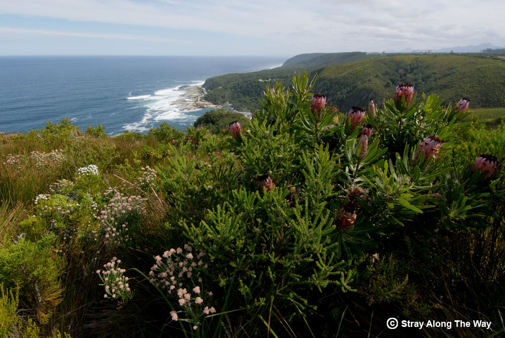 Exploring Tsitsikamma in the Garden Route National Park