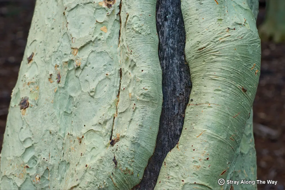 Close up on the bark of a yellow fever tree.