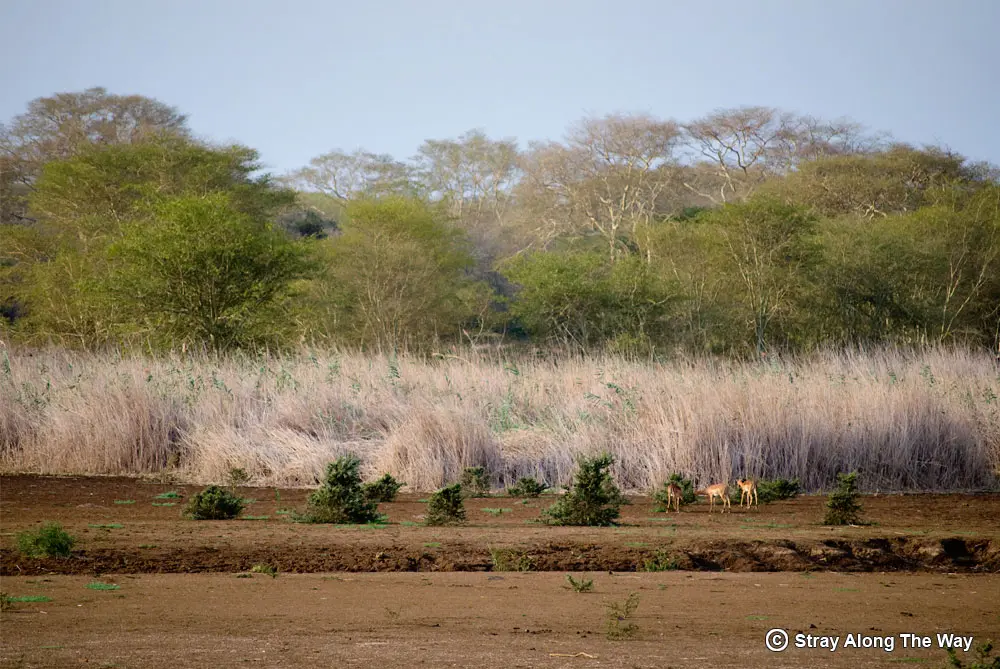 Impala standing in front of reeds in the Ndumo Game Reserve.