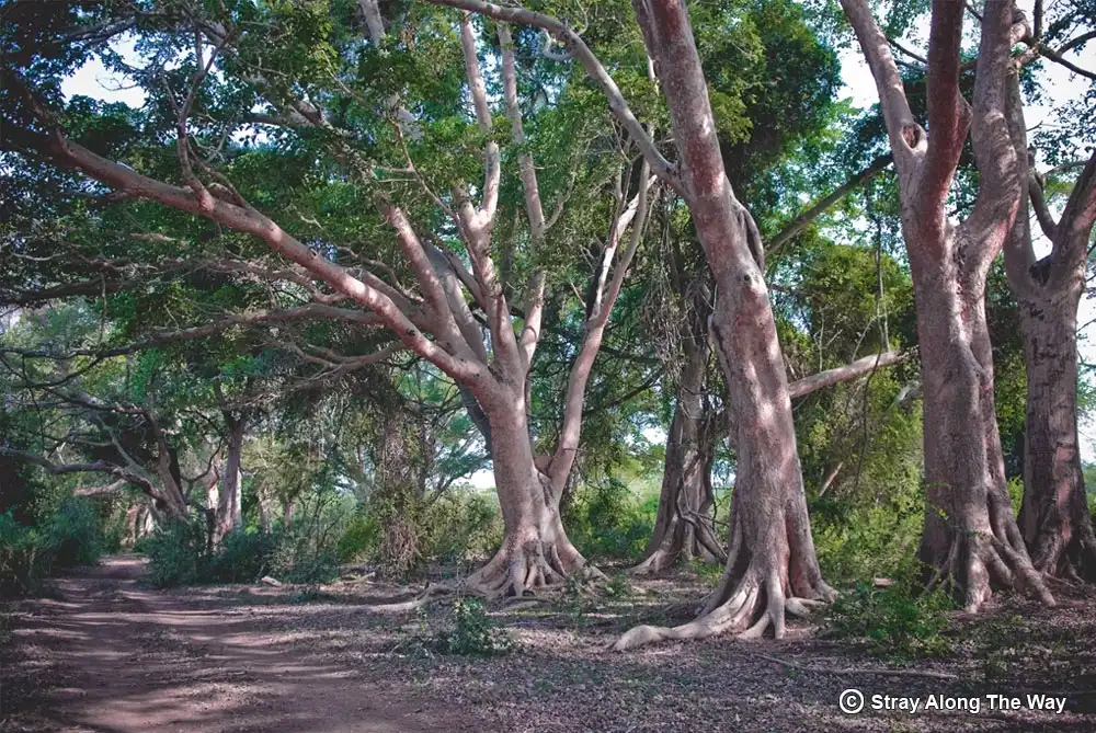 Sycamore fig trees in the Ndumo Game Reserve.