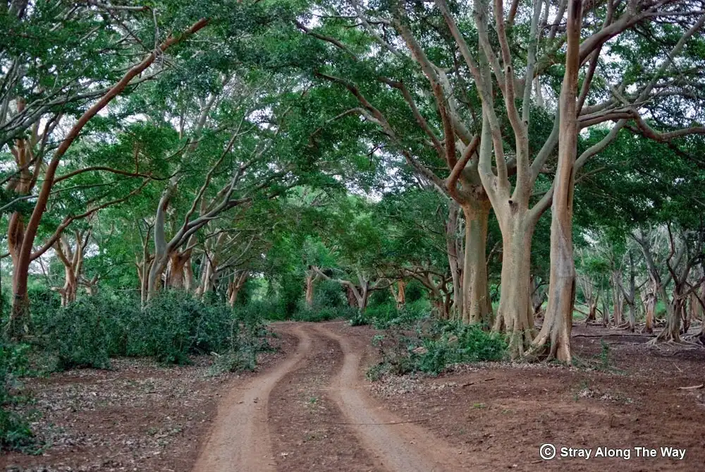 Lanes of Sycamore and Yellow Fever trees are icons of the Ndumo Game Reserve.