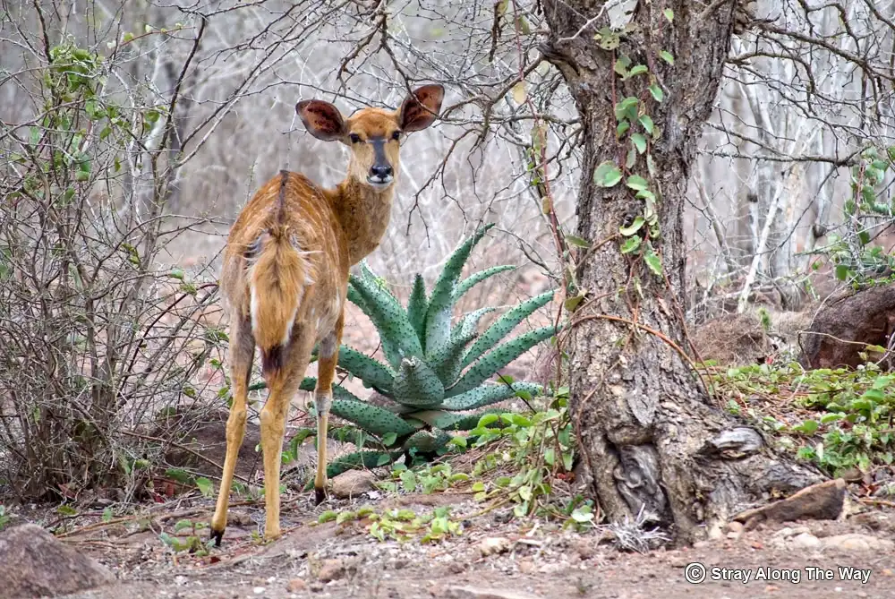 A beautiful female nyala standing in the Ndumo bush