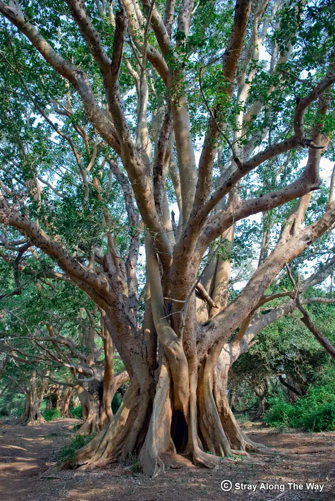 A majestic sycamore fig tree towers over the Ndumo Game Reserve.