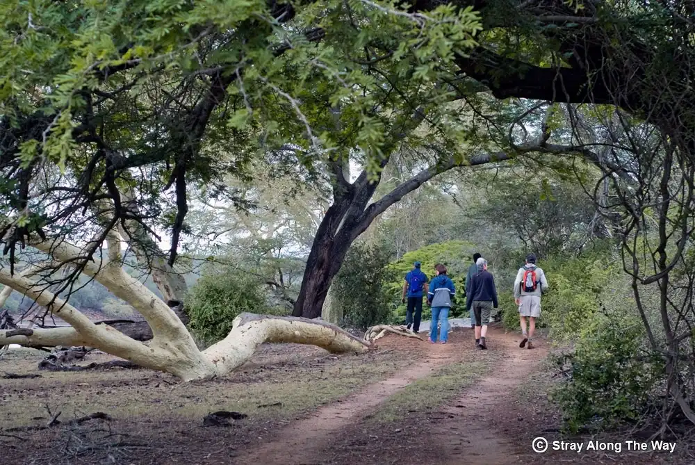A group of people on an early morning bird walk around the Nyamiti Pan.