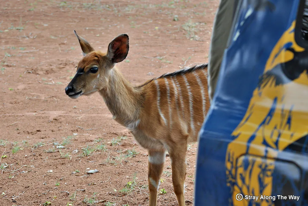 A young nyala behind a car in the Ndumo Game Reserve campsite.