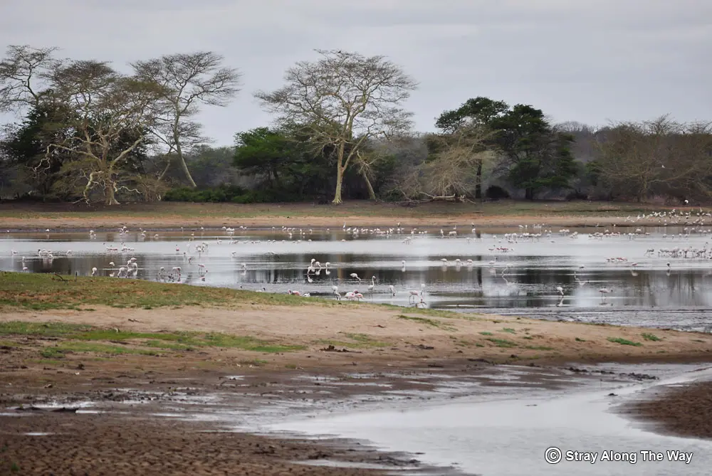 A view of Nyamiti Pan in Ndumo Game Reserve.